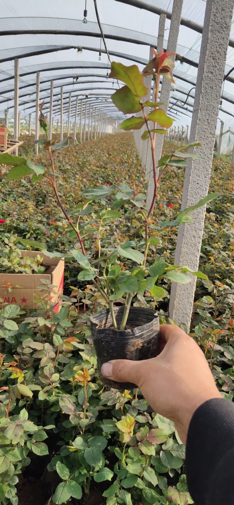 卡罗拉月季品质好供应商基地直供
