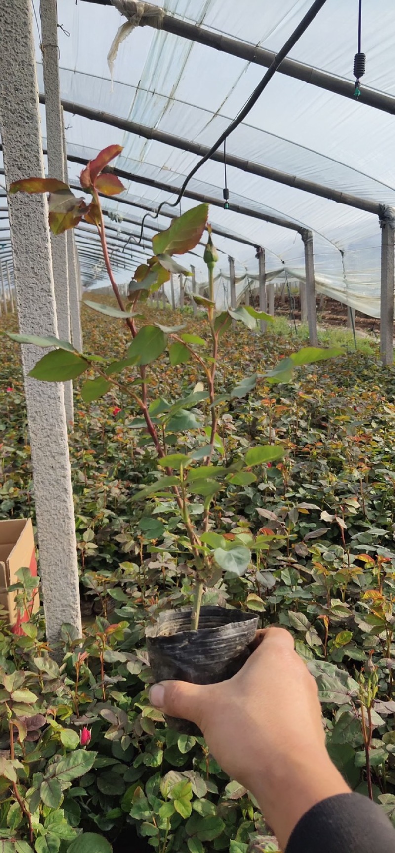 卡罗拉月季品质好供应商基地直供