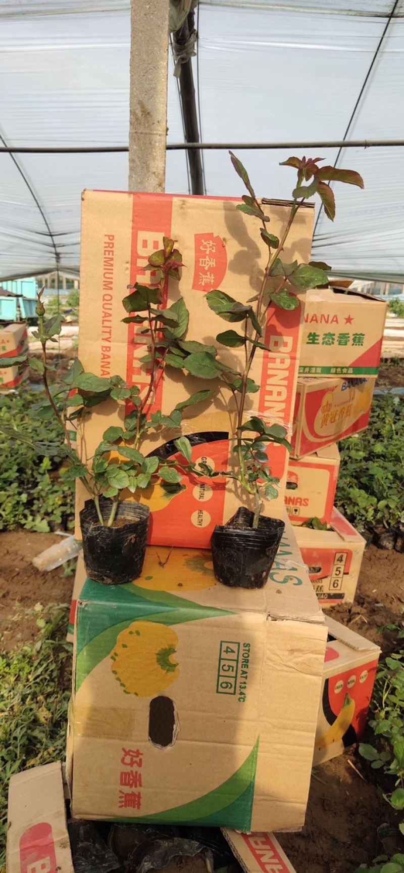 卡罗拉月季品质好供应商基地直供
