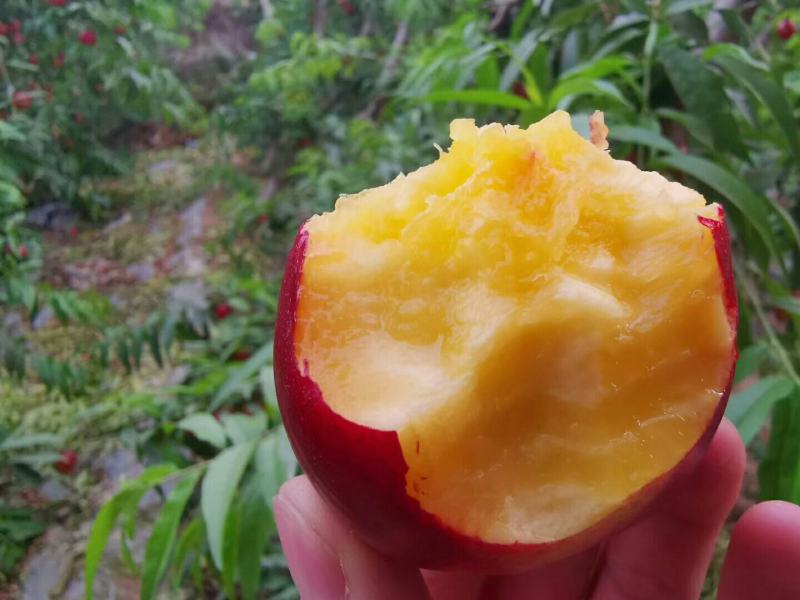 黄心油桃
