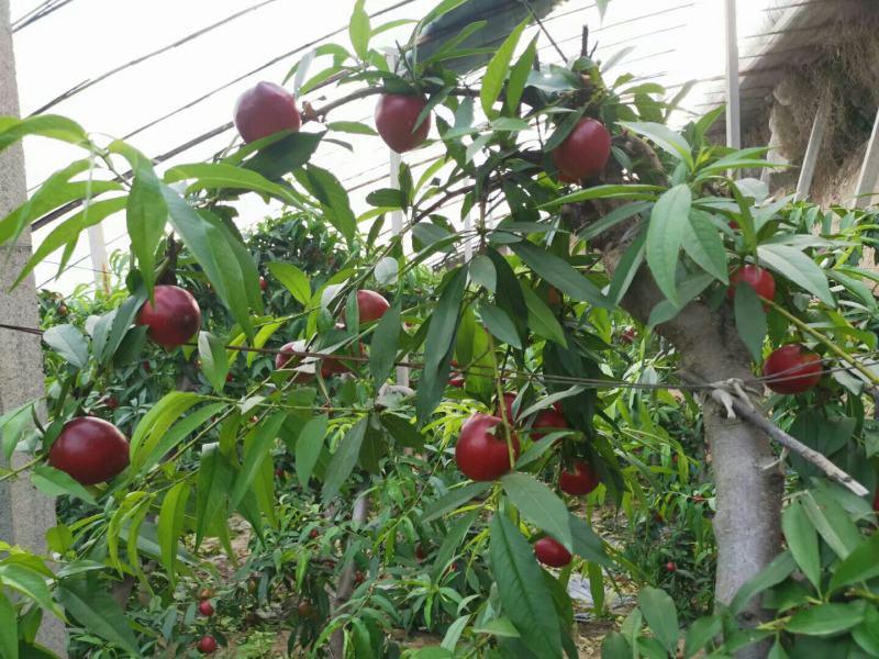 黄心油桃