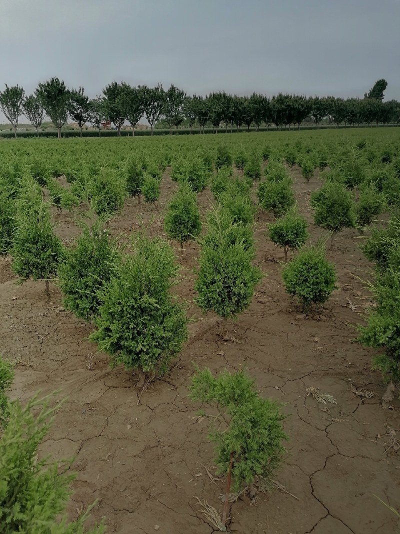 蜀侩，小蜀侩苗，50公分蜀侩苗量大从优供应，青藤农业