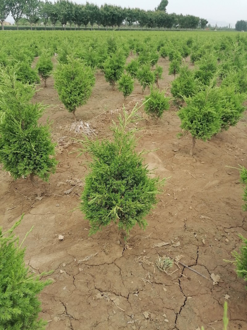 蜀侩，小蜀侩苗，50公分蜀侩苗量大从优供应，青藤农业