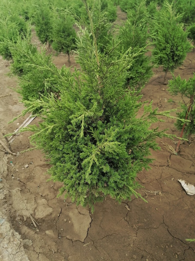 蜀侩，小蜀侩苗，50公分蜀侩苗量大从优供应，青藤农业