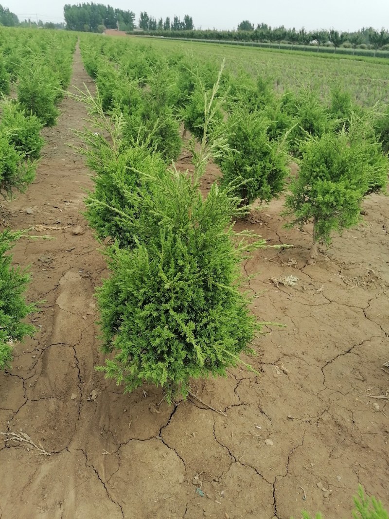 蜀侩，小蜀侩苗，50公分蜀侩苗量大从优供应，青藤农业