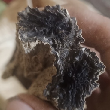 玄参十吨通货