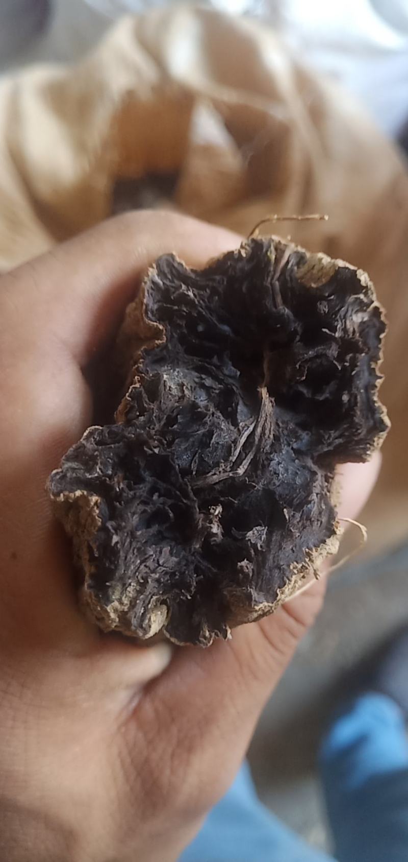 玄参十吨通货