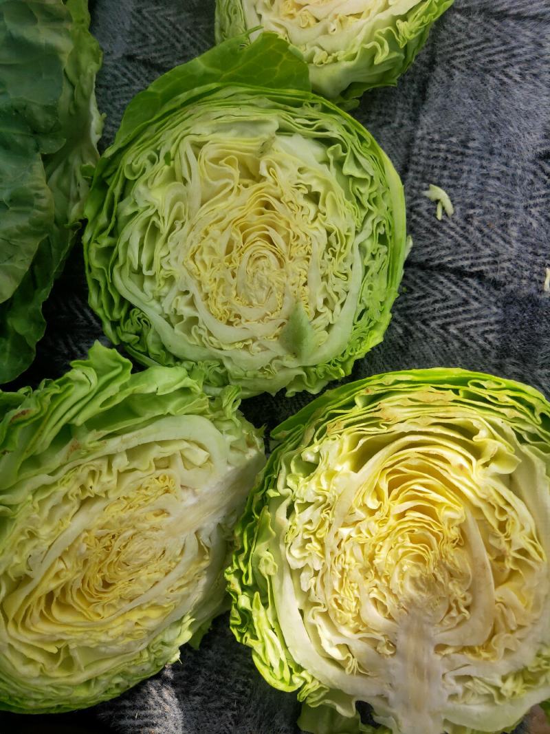 甘蓝