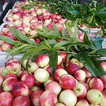 河南南阳518油桃:露天种植，现采现卖新鲜水果量大从优