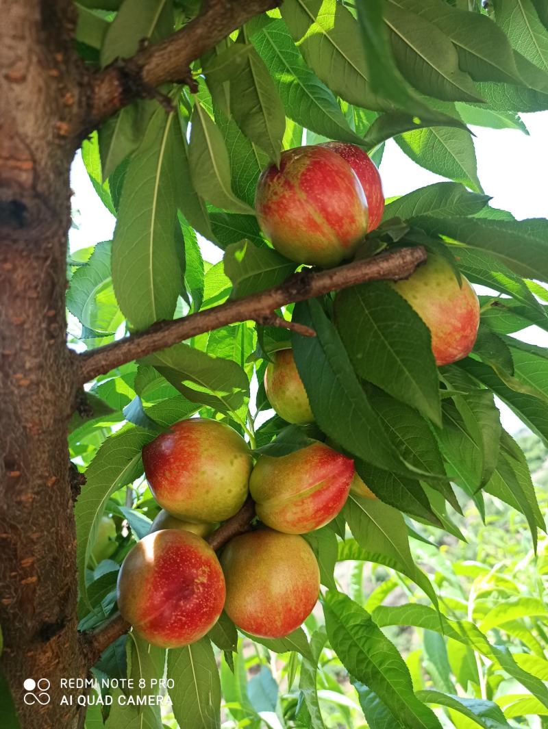 河南南阳518油桃:露天种植，现采现卖新鲜水果量大从优