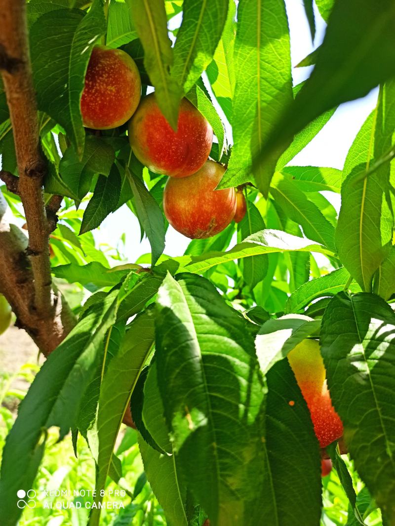 河南南阳518油桃:露天种植，现采现卖新鲜水果量大从优