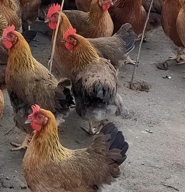 [肉鸡批发]清远麻母鸡价格12.00元/斤 - 一亩田