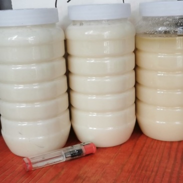 蜂蜜纯正天然农家自产正宗土蜂蜜采野生花源纯蜂蜜结晶百花蜜