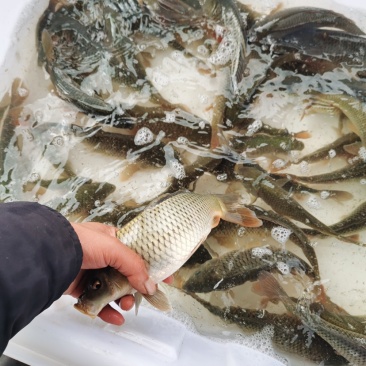 3两-1斤鲤鱼有量