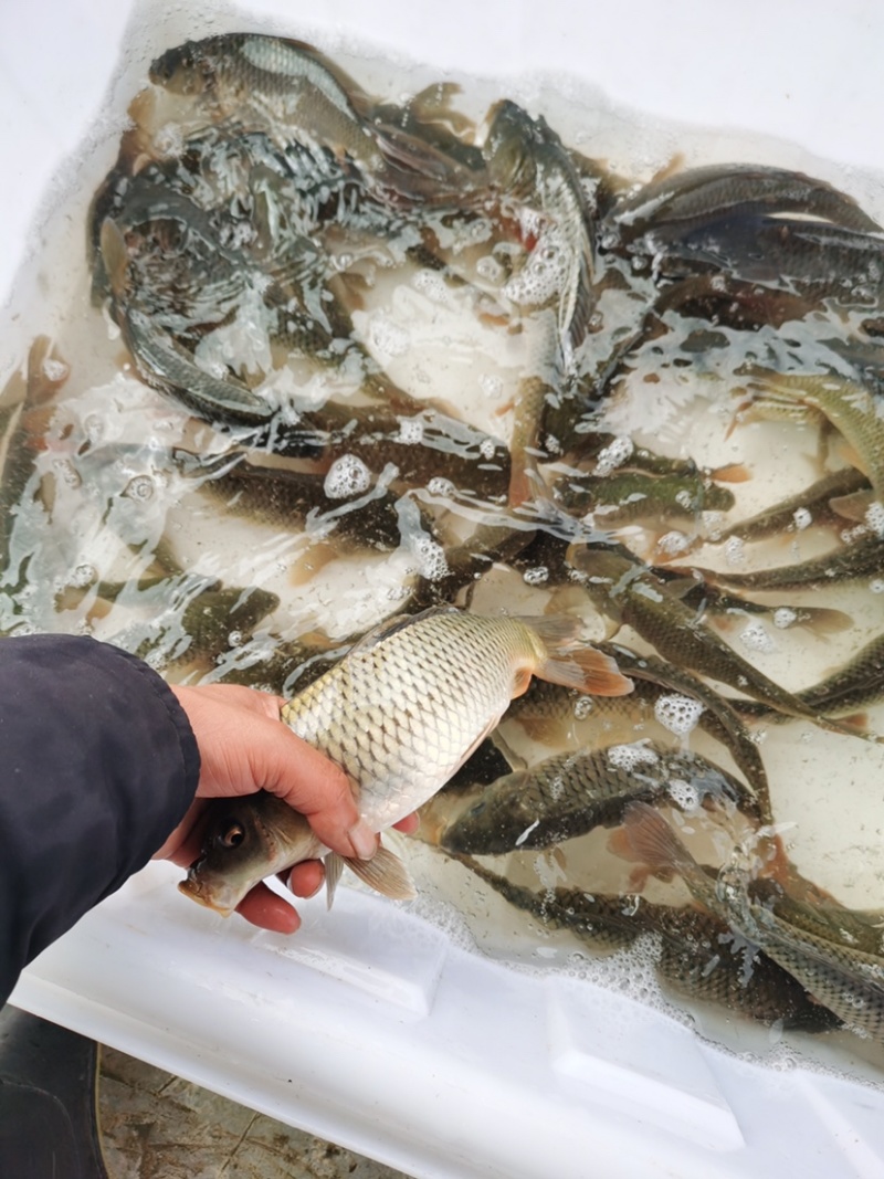 3两-1斤鲤鱼有量