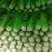 遵义中白76
