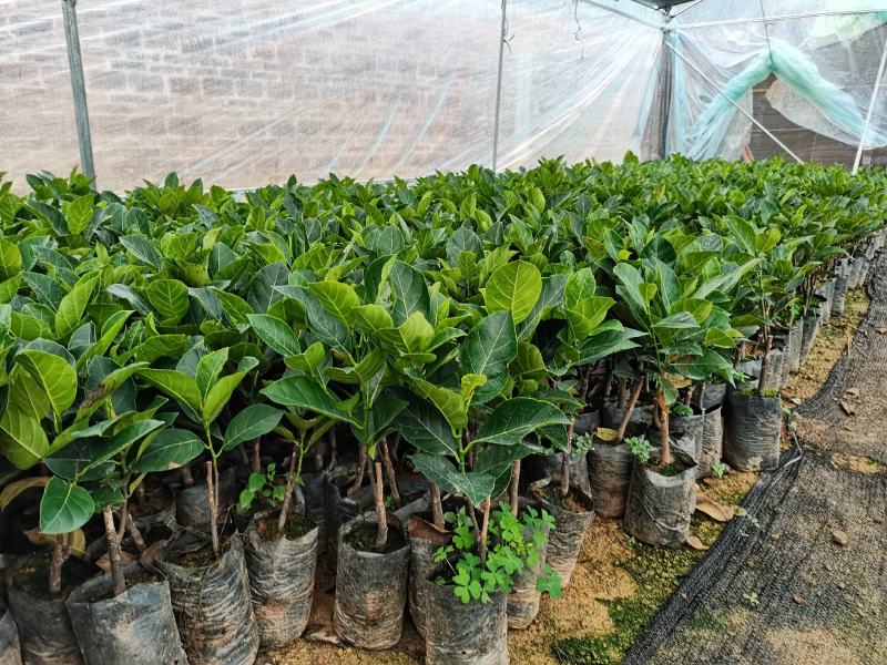 12号8号菠萝蜜苗一号菠萝蜜苗果树苗嫁接苗包