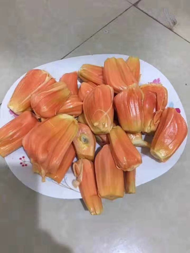 12号8号菠萝蜜苗一号菠萝蜜苗果树苗嫁接苗包