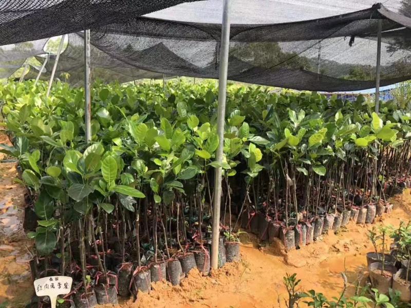 12号8号菠萝蜜苗一号菠萝蜜苗果树苗嫁接苗包