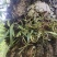 化石草（源自中缅边境）纯野生，海拔1800米