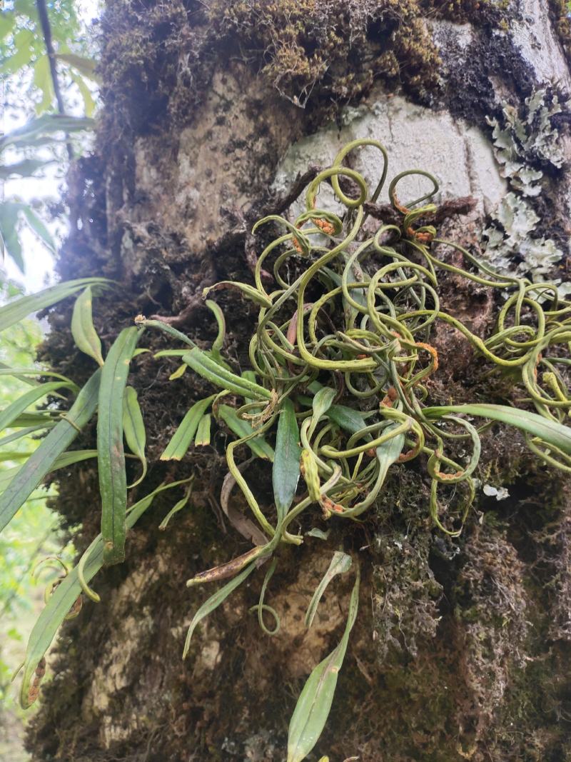 化石草（源自中缅边境）纯野生，海拔1800米