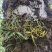 化石草（源自中缅边境）纯野生，海拔1800米