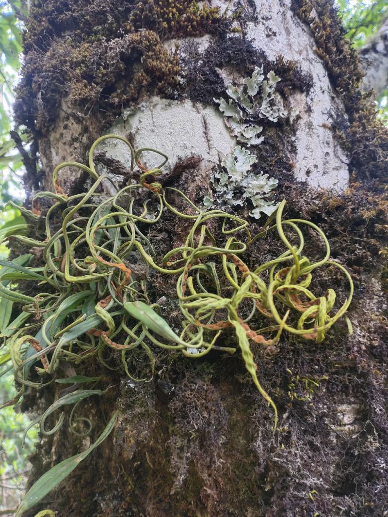 化石草（源自中缅边境）纯野生，海拔1800米