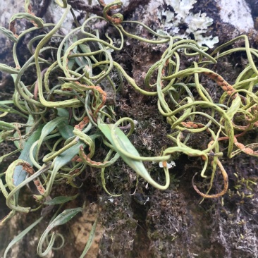 化石草（源自中缅边境）纯野生，海拔1800米