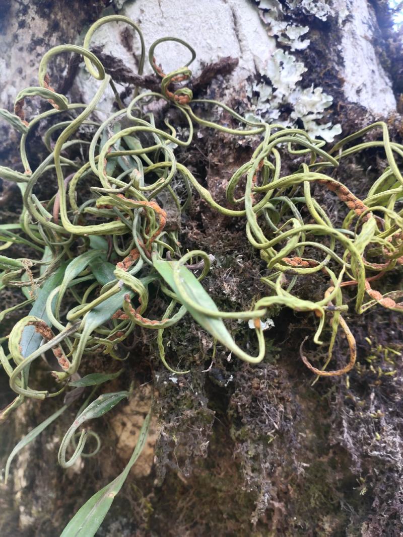 化石草（源自中缅边境）纯野生，海拔1800米