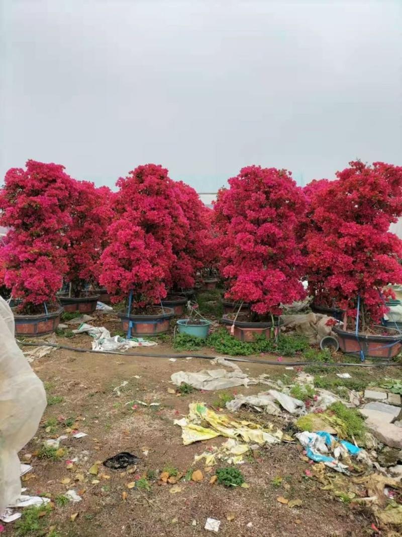 漳州市漳浦县汇景轩园林苗圃大小规格红花三角梅