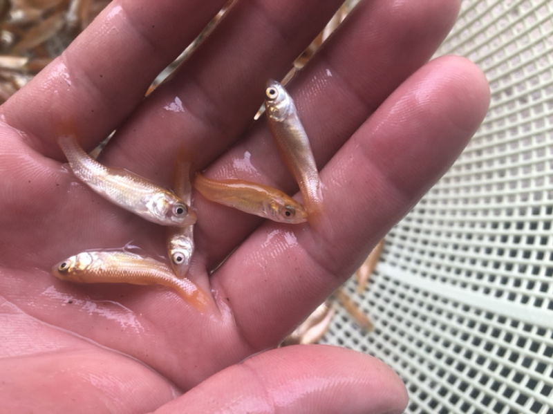 金丝草鱼苗金鲩鱼苗金草鱼苗活体发货鱼场直发