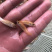金丝草鱼苗金鲩鱼苗金草鱼苗活体发货鱼场直发