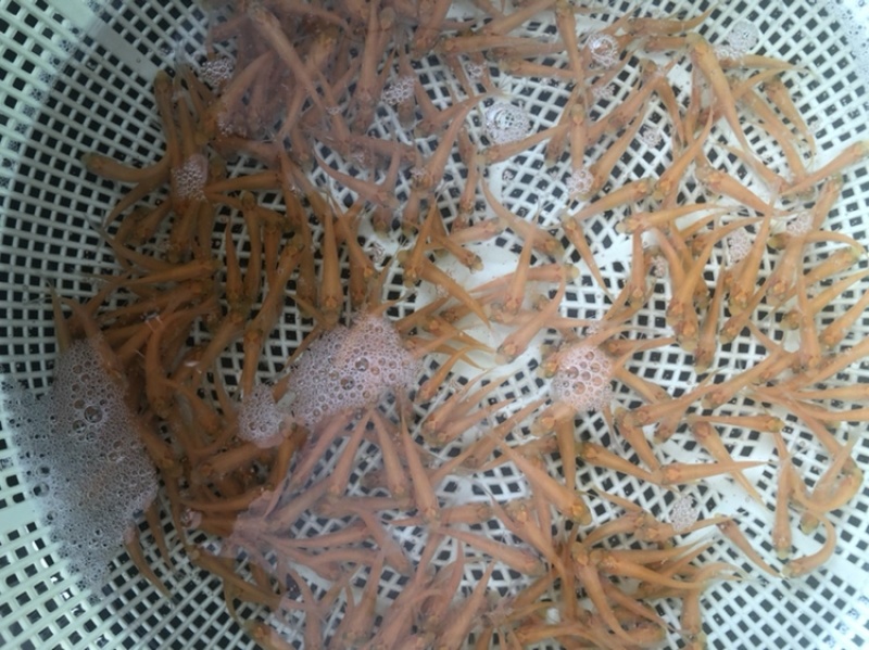 金丝草鱼苗金鲩鱼苗金草鱼苗活体发货鱼场直发