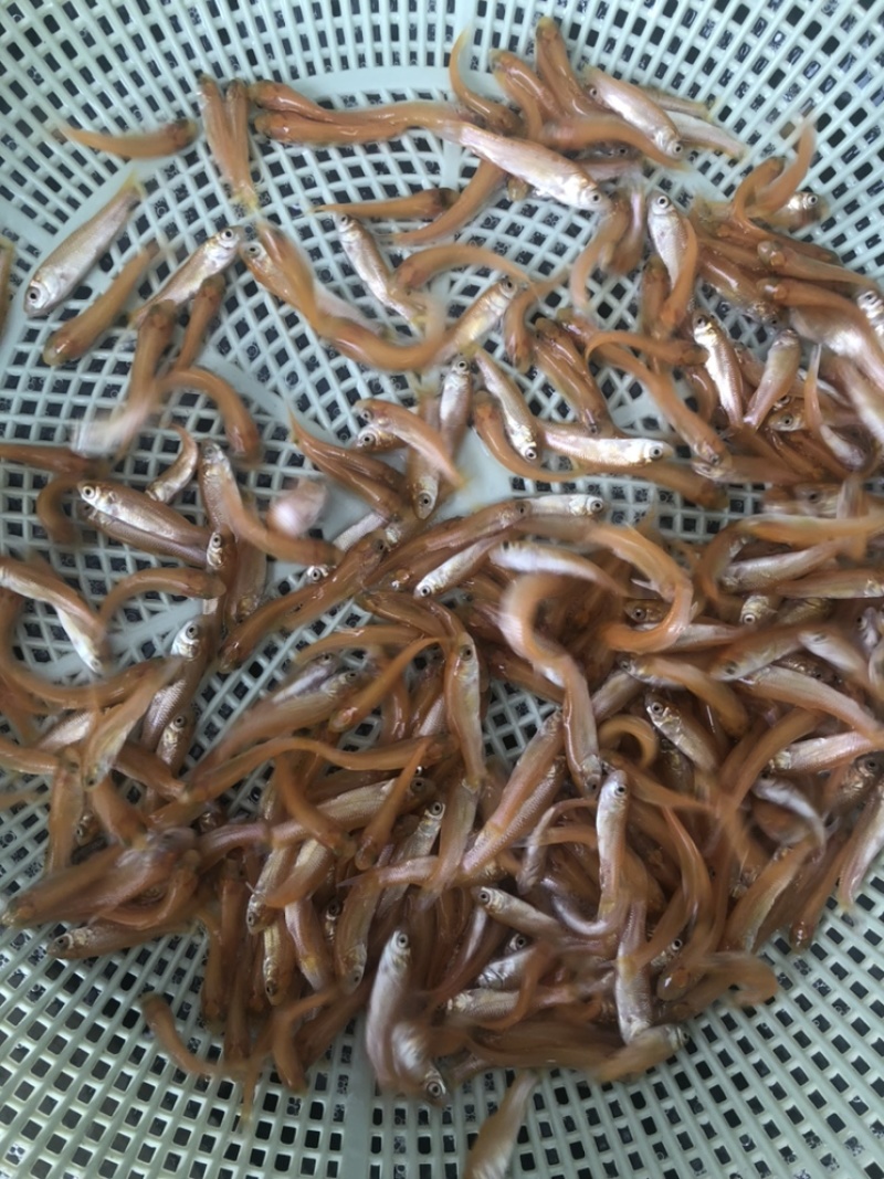 金丝草鱼苗金鲩鱼苗金草鱼苗活体发货鱼场直发