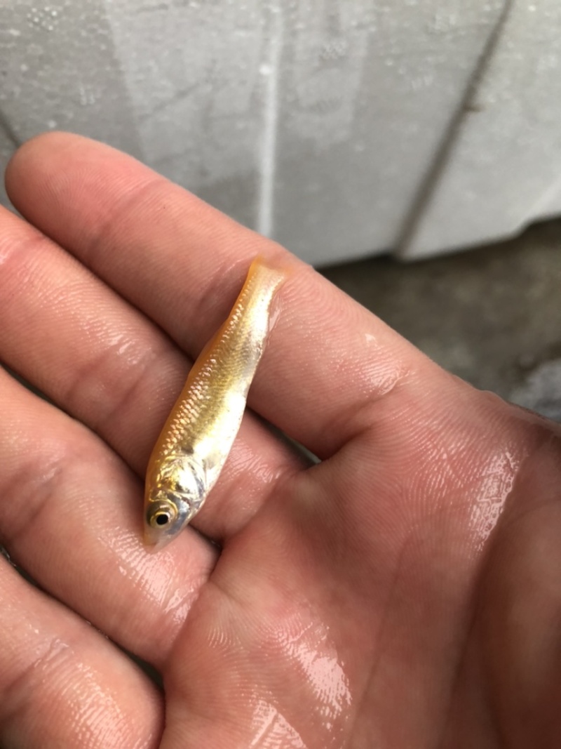 金丝草鱼苗金鲩鱼苗金草鱼苗活体发货鱼场直发