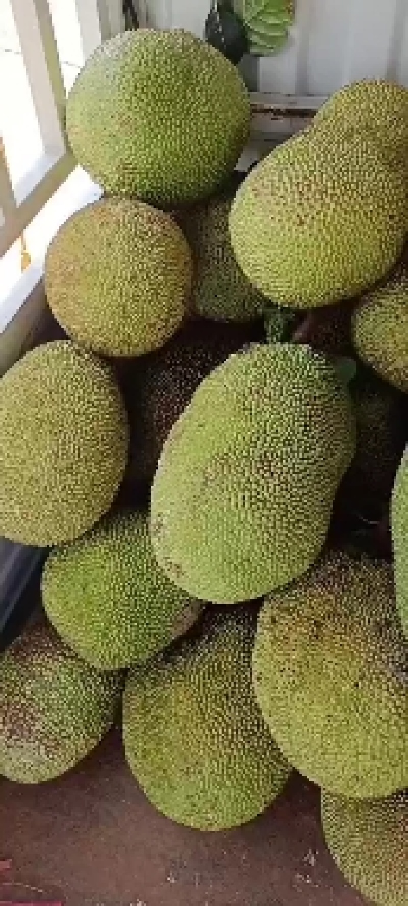 菠萝蜜，一手货源，诚信经营，欢迎老板来电咨询。