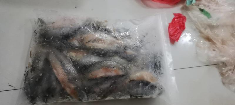 江西赣州南康石斑鱼冰冻发货