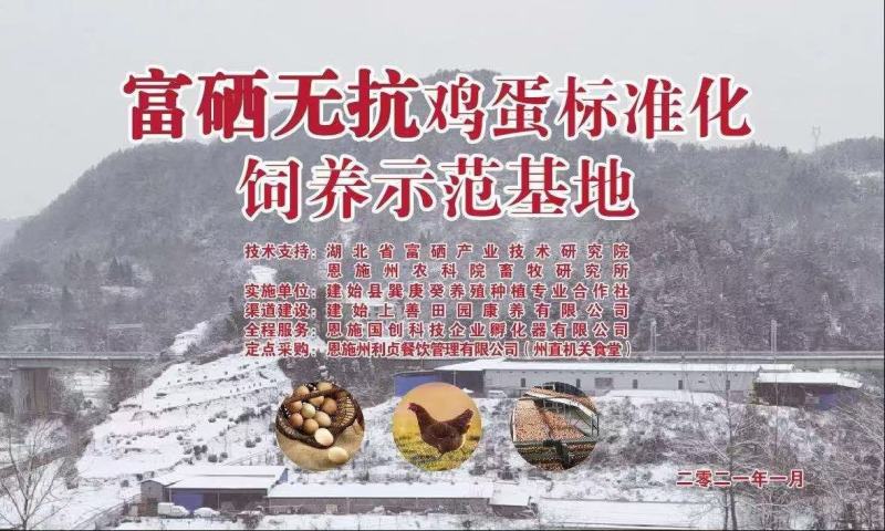 恩施富硒无抗鸡蛋