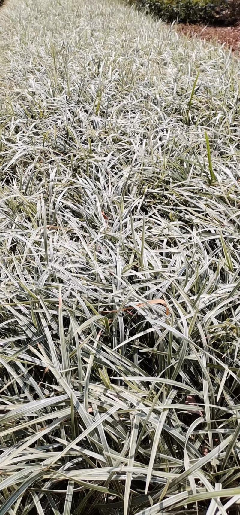 银边草地栽苗绿化工程苗