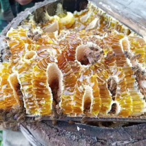 恩施高山蜂蜜