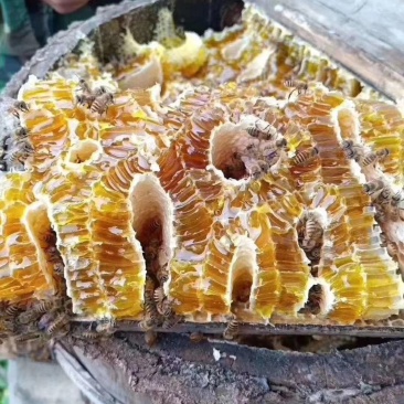 恩施高山蜂蜜