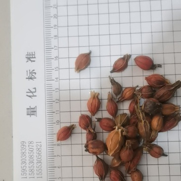 泽润中药批发供应江西枝子小枝子选货产