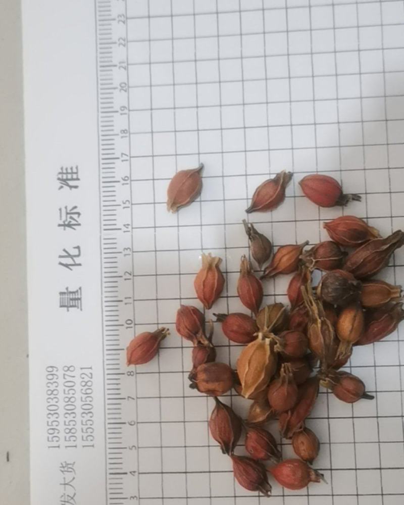 泽润中药批发供应江西枝子小枝子选货产