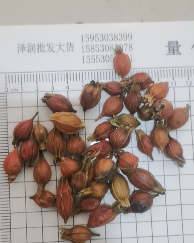 泽润中药批发供应江西枝子小枝子选货产