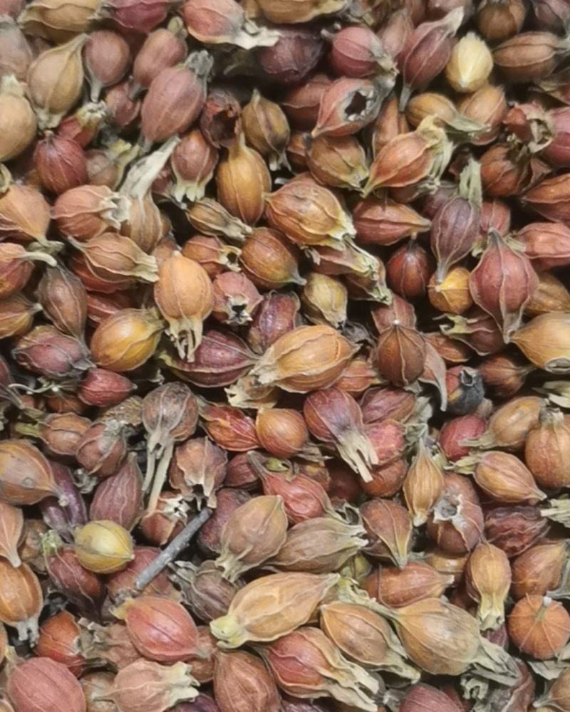 泽润中药批发供应江西枝子小枝子选货产