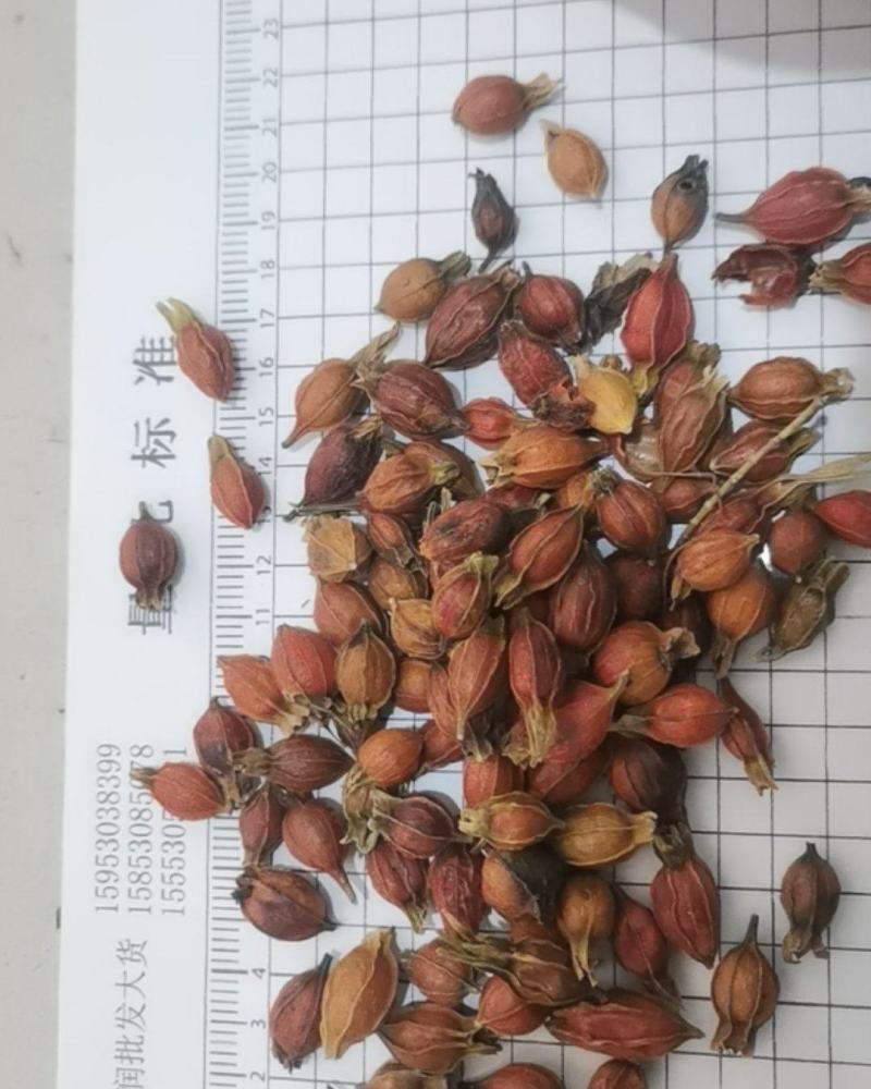 泽润中药批发供应江西枝子小枝子选货产