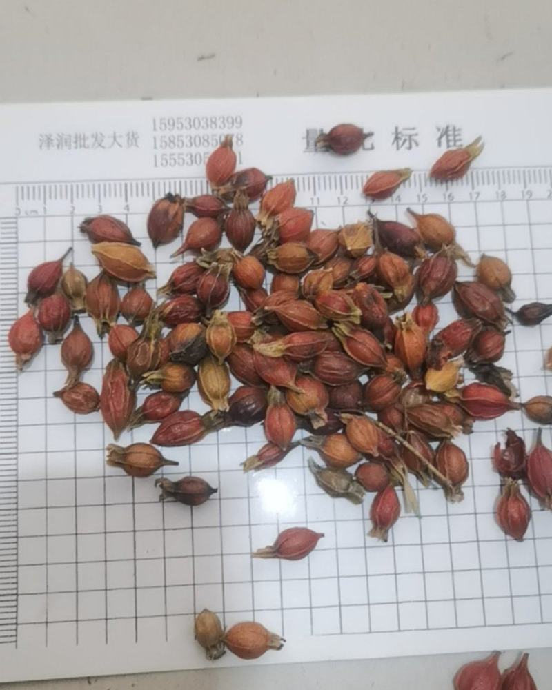 泽润中药批发供应江西枝子小枝子选货产