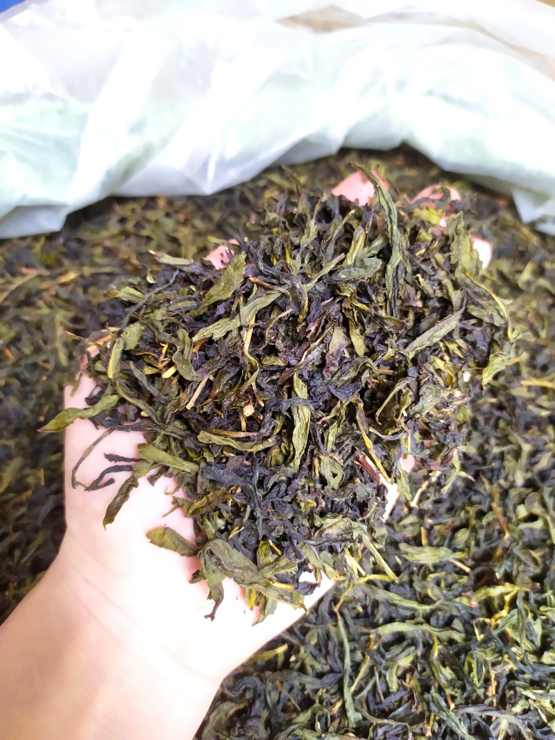 诏安茗茶八仙黄旦茶叶大坪土山茶福建高山茶清香型黄旦乌龙茶