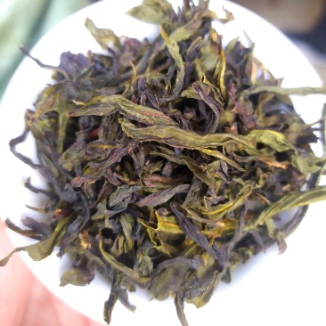诏安茗茶八仙黄旦茶叶大坪土山茶福建高山茶清香型黄旦乌龙茶
