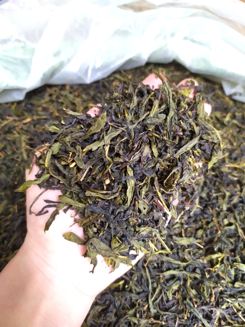 诏安茗茶八仙黄旦茶叶大坪土山茶福建高山茶清香型黄旦乌龙茶